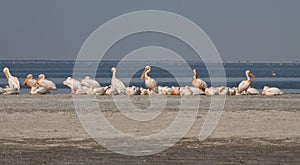 Horizontal pelicans and broods
