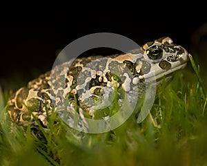 horizontal photo of agreen toad