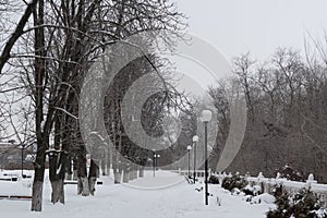 Horizontal photo of an alley in the park, with chestnut trees and street lights.