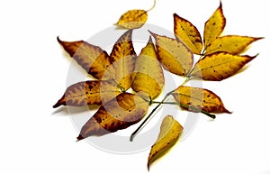 The horizontal photo in the center shows yellow brown autumn leaves fallen to the ground on a white background