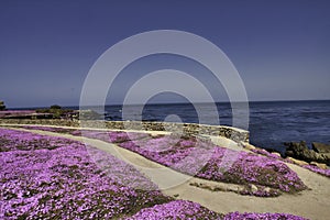 Horizontal photo of the colorful pink iceplant coastline of Pacific Grove, CA.