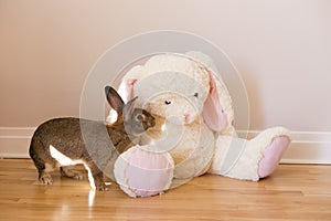 Horizontal photo of cute brown rabbit examining curiously a giant white stuffed rabbit toy