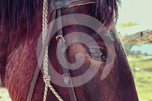 Horizontal Photo depicts a beautiful lovely dark brown horse gazing on a horse yard. Horse face Close up, eye macro view, blurred