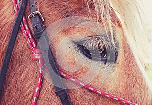 Horizontal Photo depicts a beautiful lovely dark brown horse gazing on a horse yard. Horse face Close up, eye macro view, blurred