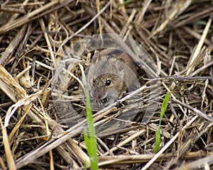 horizontal photo of a field mouse on the stubble