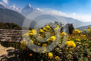 Horizontal photo of Fish Tail peak Machapuchare against blue sky with yellow flowers as foreground, Himalayas