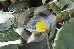 Horizontal photo of flowering prickly pear