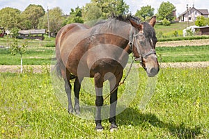 Horizontal photo of a grazing brown horse in a meadow