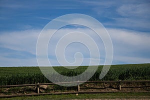 Horizontal photo of green wheat field and blue sky with white clouds. In front a wooden fence. Background and textures. Screen