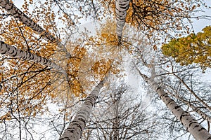 Horizontal photo of a group of white birch trees with yellow foliage against the blue sky background in the forest in