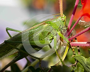 horizontal photo of a macro green  grasshopper