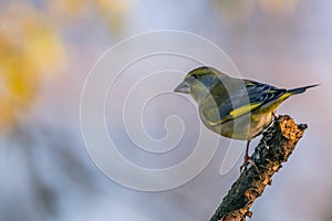 Single male greenfinch bird perched on twig