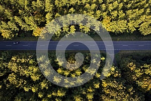 horizontal photo of road with tall trees