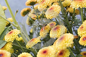 Single flower fly on a field of Lollipop Yellow Chrysanthemum flowers in full bloom with water drops from morning dew.