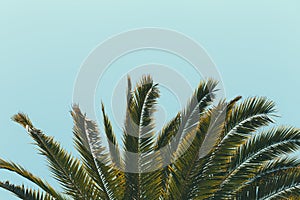 View of Palm Tree Fronds With a Light Blue Sky Background on a Sunny Day