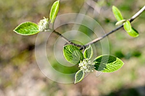 Horizontal photo of tree brunch with fat green lovely leaf bud