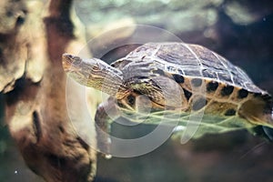 A horizontal photo of an turtle under water. The turtle swims in a beautiful underwater landscape