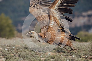 A horizontal photograph of one Cape Vulture gyps coprotheres in flight and about to land during sunrise in Spain