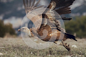 A horizontal photograph of one Cape Vulture gyps coprotheres in flight and about to land during sunrise in Spain
