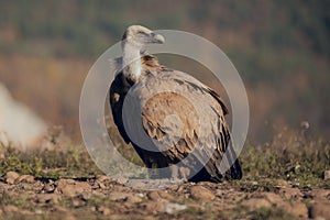 A horizontal photograph of one Cape Vulture gyps coprotheres in flight and about to land during sunrise in Spain