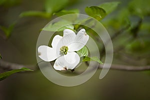 Single White Dogwood Bloom on a Branch in the Springtime