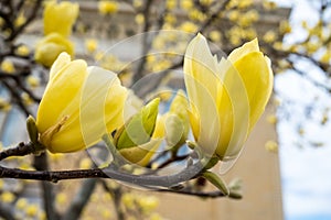 Yellow Magnolia Blooms in the Springtime photo