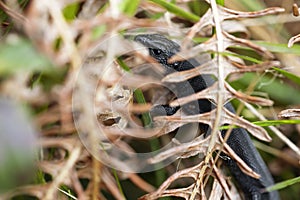 horizontal photograph of zootoca vivipara lizard hiding among ferns. copyspace photo