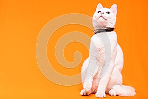 young white cat looking up on an orange background, text space photo