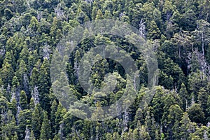 Horizontal Pine trees forest as texture