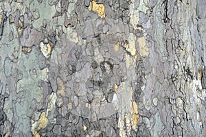 Horizontal platanus tree bark texture