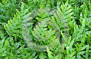 The Horizontal of Polypodium Diversifolium Textured Background