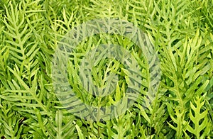 The Horizontal of Polypodium Diversifolium Textured Background