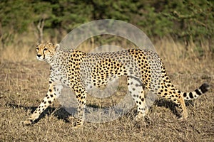 Horizontal portrait of an adult cheetah walking in dry grass in Masai Mara in Kenya