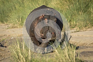 Horizontal portrait of an adult hippo out of water in Masai Mara in Kenya