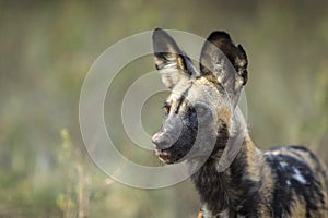 Horizontal portrait of an adult wild dog watching prey in Khwai in Botswana