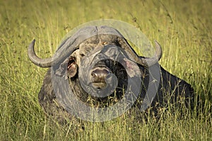 Horizontal portrait of a buffalo bull lying in green grass in Masai Mara in Kenya