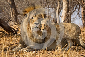 Horizontal portrait of male lion with big mane and a baby lion standing next to him in Kruger National Park South Africa