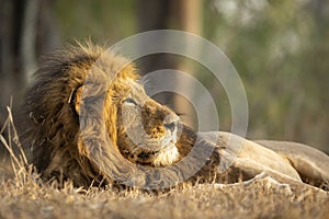 Horizontal portrait of a male lion looking towards setting sun in Kruger Park in South Africa