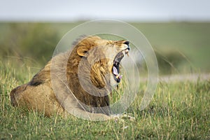 Horizontal portrait of a male lion yawning in Masai Mara in Kenya