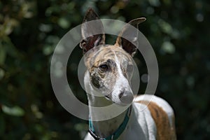 Horizontal portrait of a pet greyhound dog against a dark background