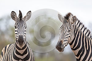 Horizontal portrait of two zebras in Kruger Park South Africa