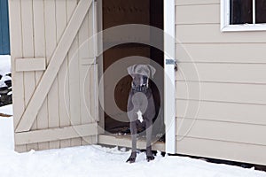 Horizontal portrait of very tall and muscular male blue great Dane with uncropped ears and white chest markings