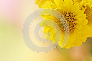 A horizontal presentation of a yellow flower.