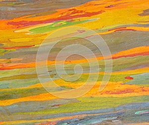 Horizontal rainbow eucalyptus tree bark