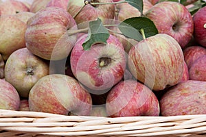 Horizontal red apples and leaves in a basquet photo