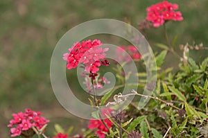 Horizontal Red Verbena with foliage photo