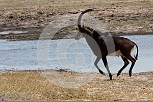 Horizontal sable antelope running