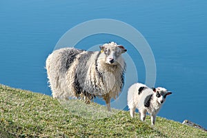 Faroese sheep ewe with lamb on Island Streymoy StrÃÂ¸mÃÂ¸ of the Faroe islands.