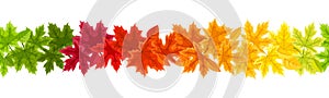 Horizontal seamless background with autumn colorful maple leaves. Vector illustration.