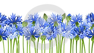 Horizontal seamless background with blue cornflowers. Vector illustration.